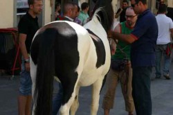 05 09 2009 (190)
