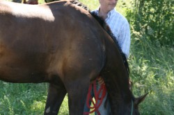 Campo prove previsite   giu
