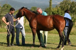 Campo prove previsite   giu