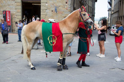 2023 06 16 bollatura cavalli 56