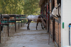 2023 08 25 simulazione giostra campo prove 02