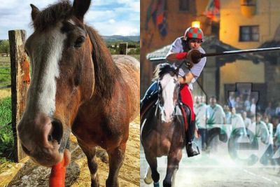Lutto - E' morto il cavallo Carlito Brigante
