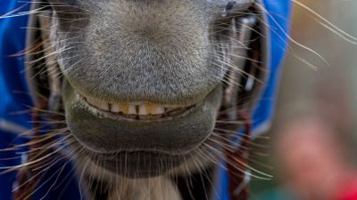 Sabato 26 agosto le visite ai cavalli