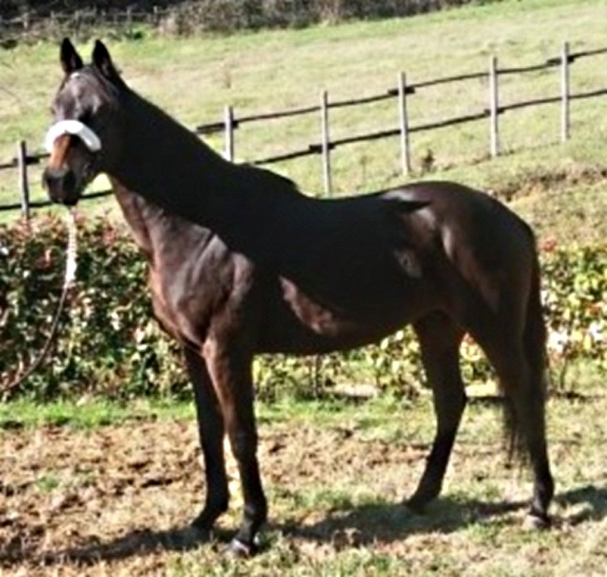 Tonino ti ricordo, a modo mio